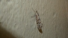 Cornifrons ulceratalis