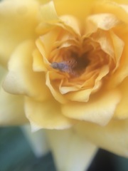 Dioxyna picciola