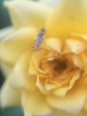 Dioxyna picciola