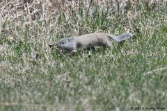 Poliocitellus franklinii