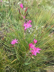 Hesperantha baurii