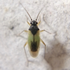 Tytthus parviceps