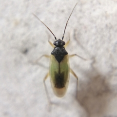 Tytthus parviceps