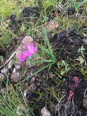 Hesperantha brevistyla
