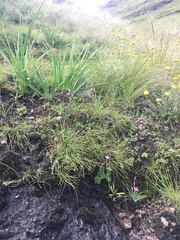 Hesperantha brevistyla