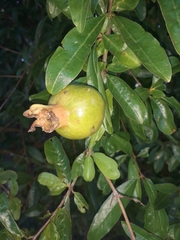 Punica granatum