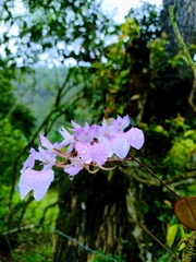 Comparettia macroplectron