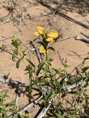 Barleria senensis
