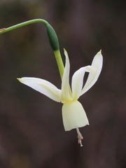 Narcissus triandrus triandrus