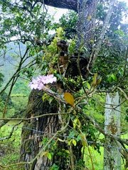 Comparettia macroplectron