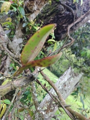 Comparettia macroplectron