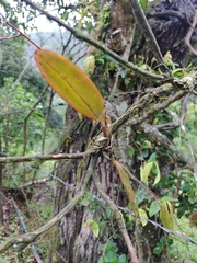 Comparettia macroplectron