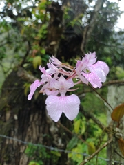 Comparettia macroplectron