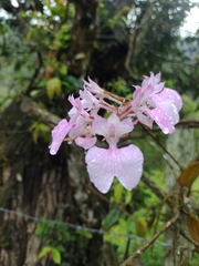 Comparettia macroplectron