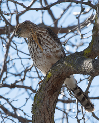 Accipiter cooperii