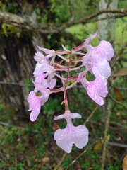 Comparettia macroplectron