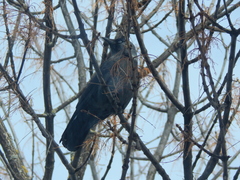 Corvus monedula