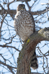 Accipiter cooperii
