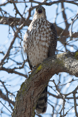 Accipiter cooperii