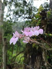 Comparettia macroplectron