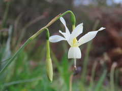 Narcissus triandrus triandrus