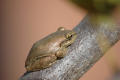 Boophis doulioti