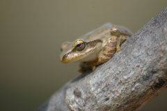 Boophis doulioti