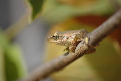 Boophis doulioti