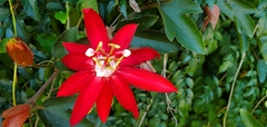 Passiflora