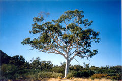 Corymbia aparrerinja