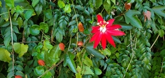 Passiflora