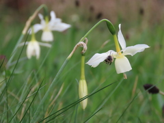 Narcissus triandrus triandrus