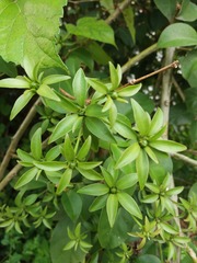 Pereskia aculeata