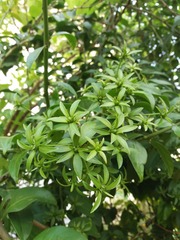 Pereskia aculeata