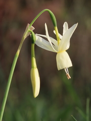Narcissus triandrus triandrus