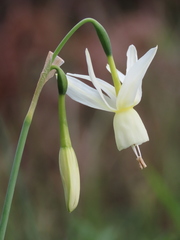 Narcissus triandrus triandrus