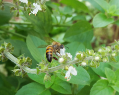 Apis mellifera