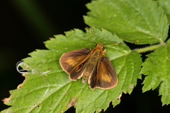 Anthoptus epictetus