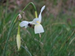 Narcissus triandrus triandrus
