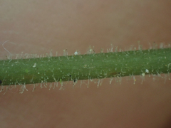 Cranichis diphylla