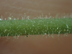 Cranichis diphylla