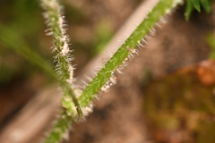 Hydrocotyle ribifolia