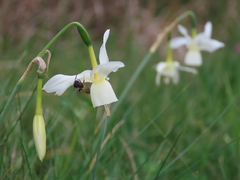 Narcissus triandrus triandrus