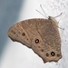 Common Evening Brown - Photo (c) 
Ravi Vaidyanathan, some rights reserved (CC BY-SA)