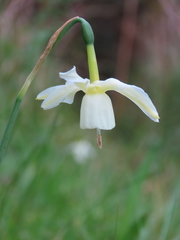 Narcissus triandrus triandrus