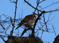 Turdus pilaris