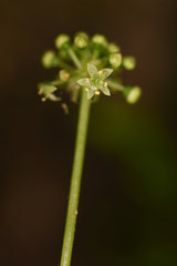 Hydrocotyle ribifolia