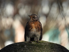 Turdus pilaris