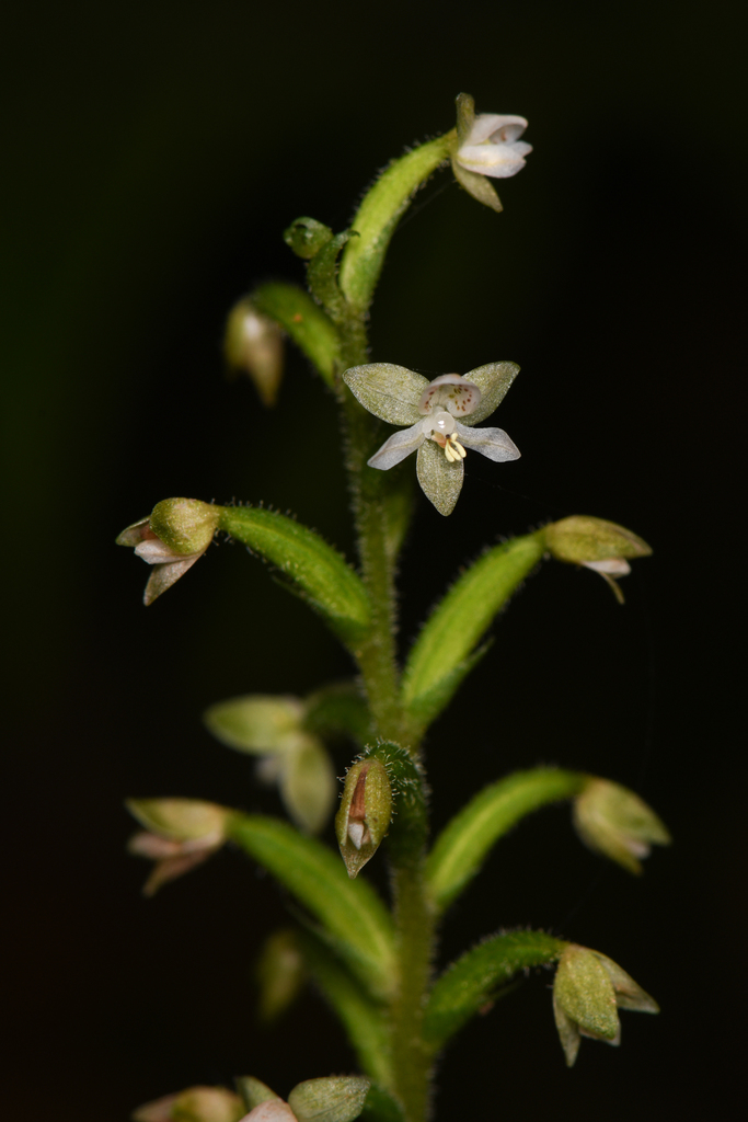 Cranichis diphylla