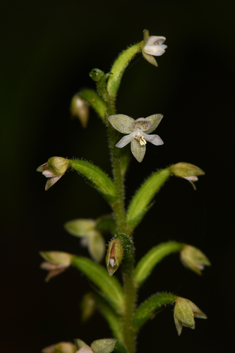 Helmet orchid (Cranichis diphylla)